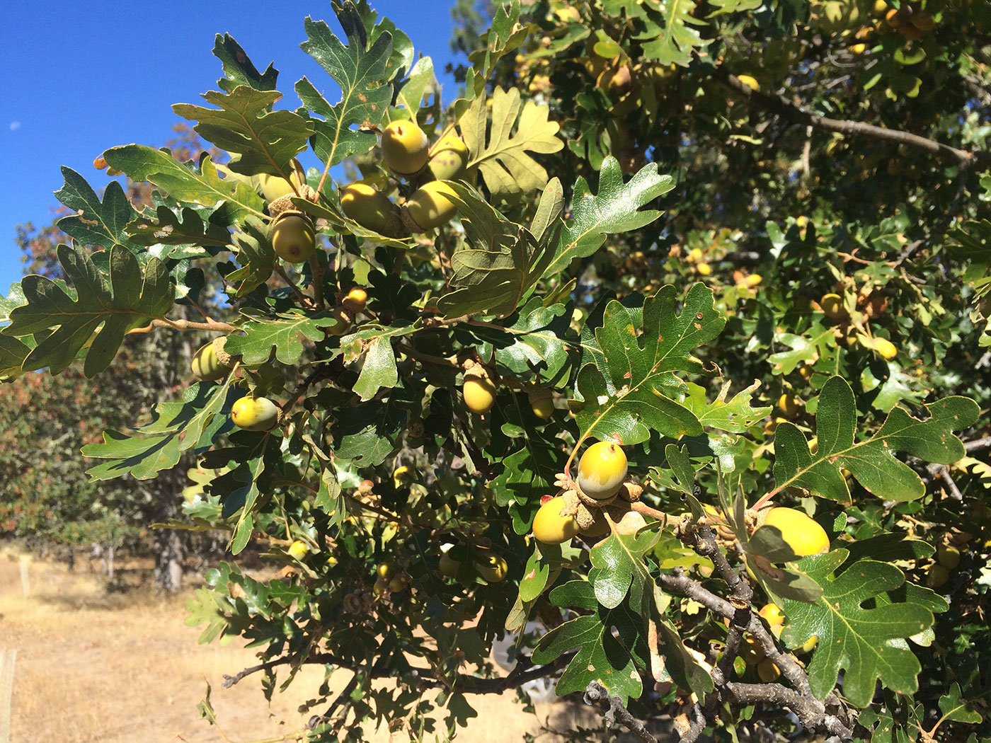 A close-up of oak tree branches with green leaves and clusters of yellowish acorns, set against a clear blue sky and dry grass in the background.