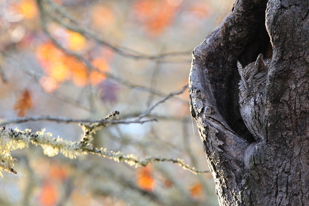 An owl camouflaged in the bark of a tree, blending seamlessly with the trunk. Blurred autumn leaves and branches create a colorful background.
