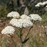Photo of Yarrow with a butterfly on it.