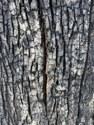 Photo of a fissure in oak.