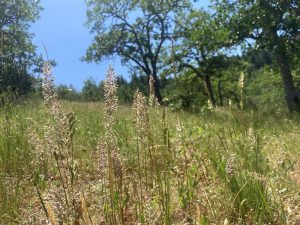 Photo of grass landscape.