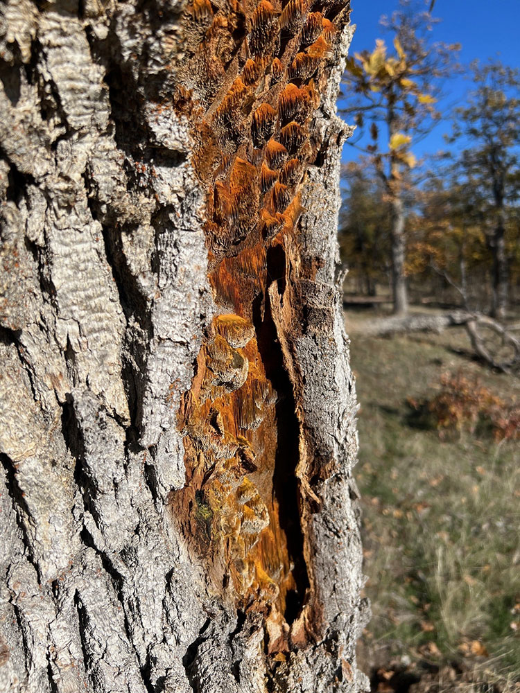 Photo of tree rust or fungus.