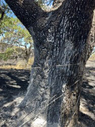 Photo of scorched tree bark.