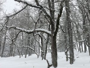 Photo of snowy oaks.