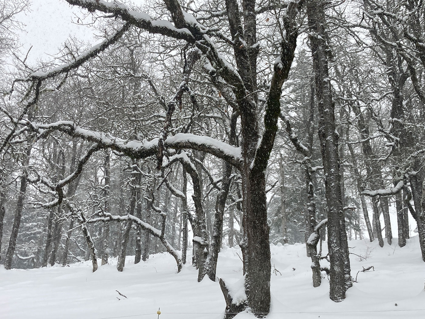 Photo of snowy oaks.