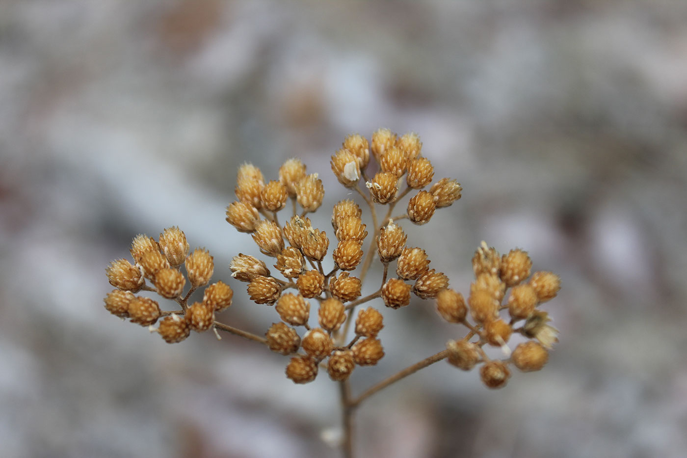 Photo of Yarrow.