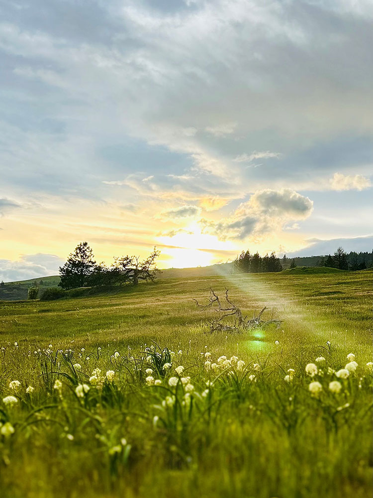 Photo of sun peeking through the clouds above a meadow.