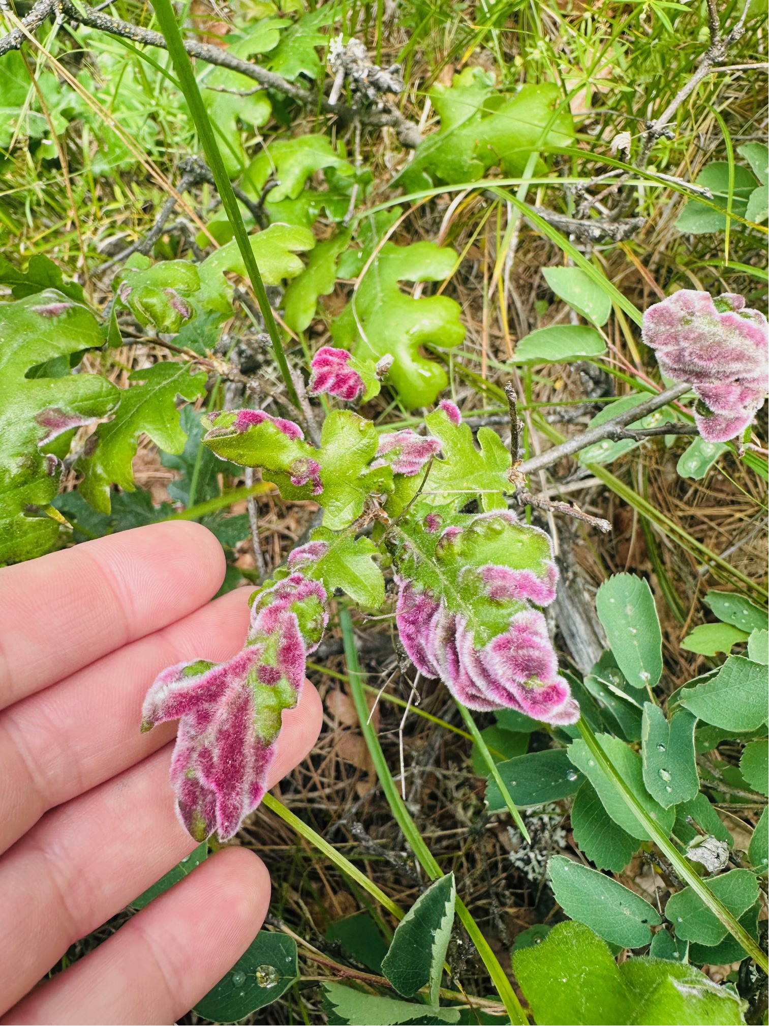 Pink velvety growths on oak leaves from eriophyid mites