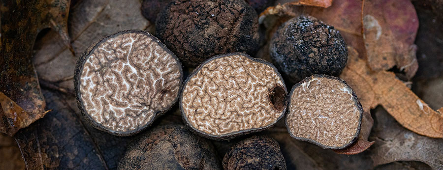 Photo of Tuber quercicola.