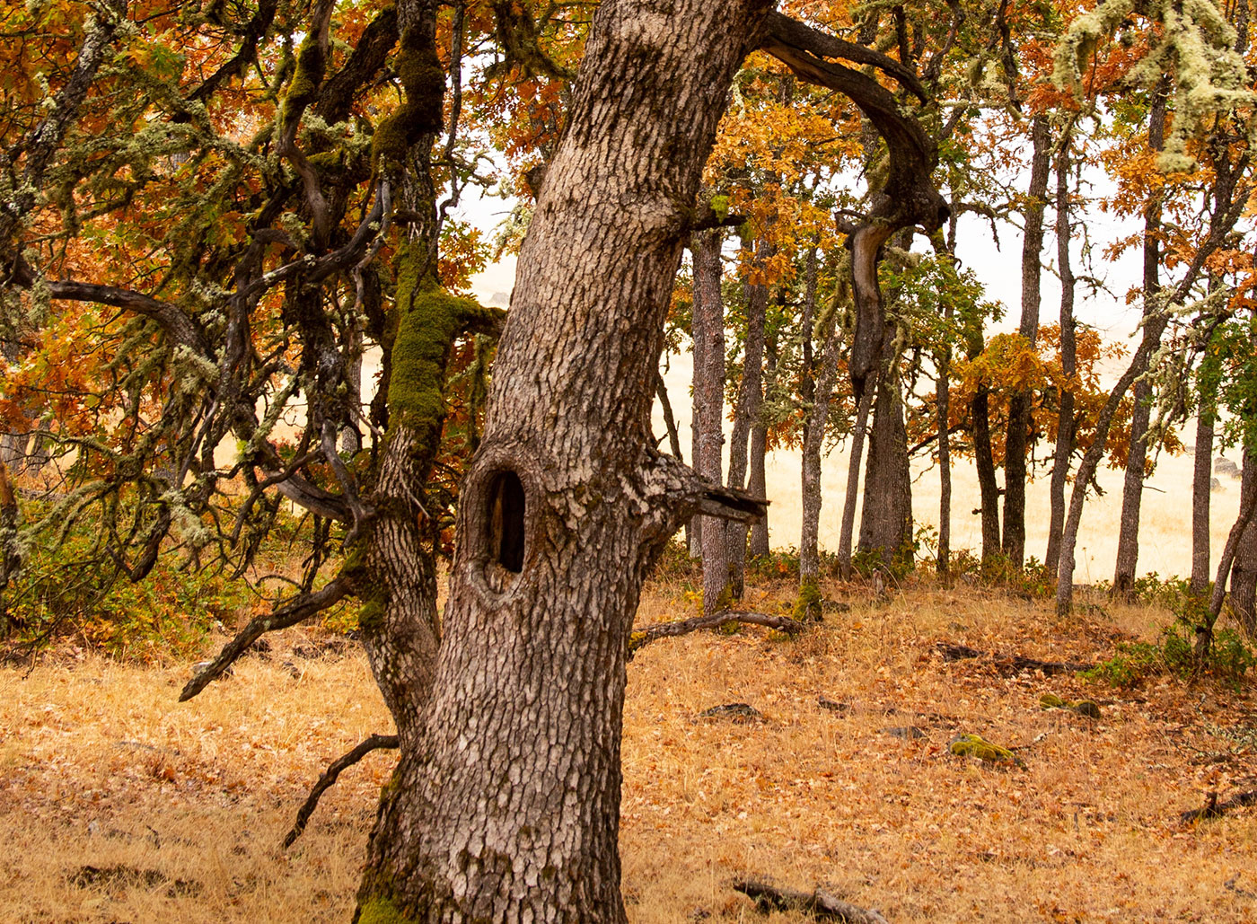 Photo of an oak tree with a hole in it.