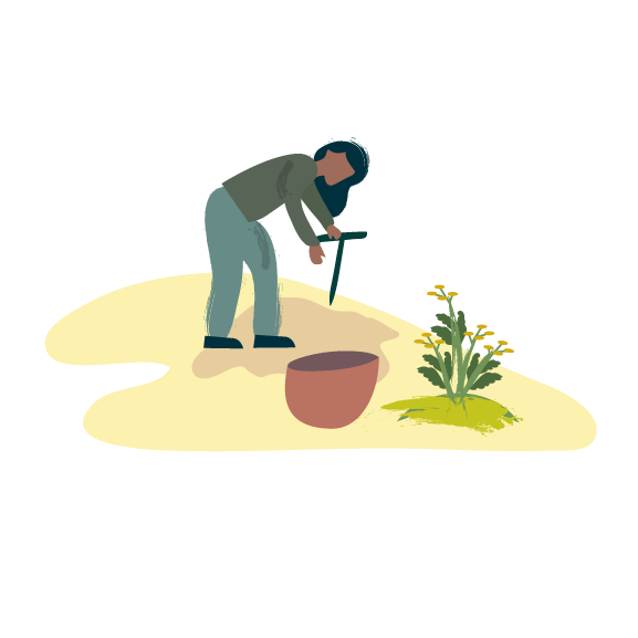 Illustration of person harvesting roots.