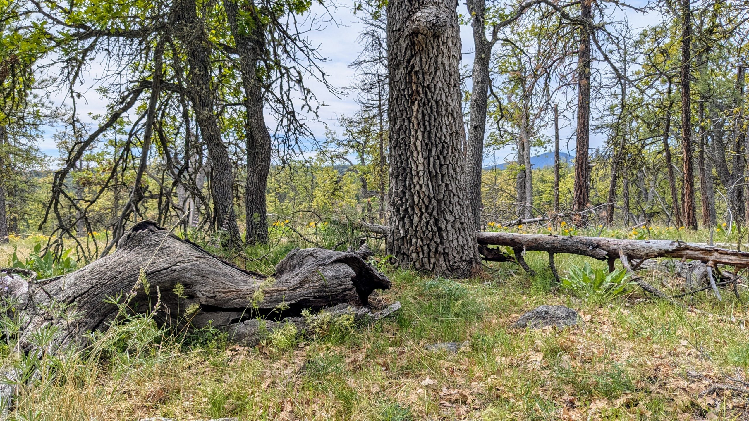 A large oak limb laying on the forest floor with oak trees in the background.