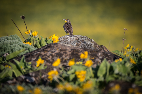 A western meadowlark sitting on a boulder in a meadow full of yellow flowers.
