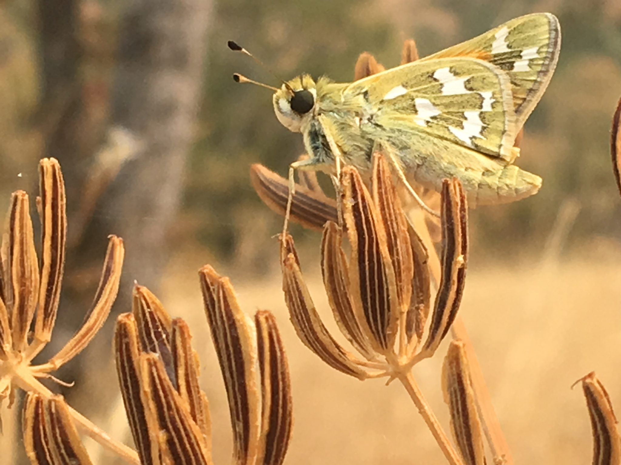 Skipper on Lomatium_MBushman