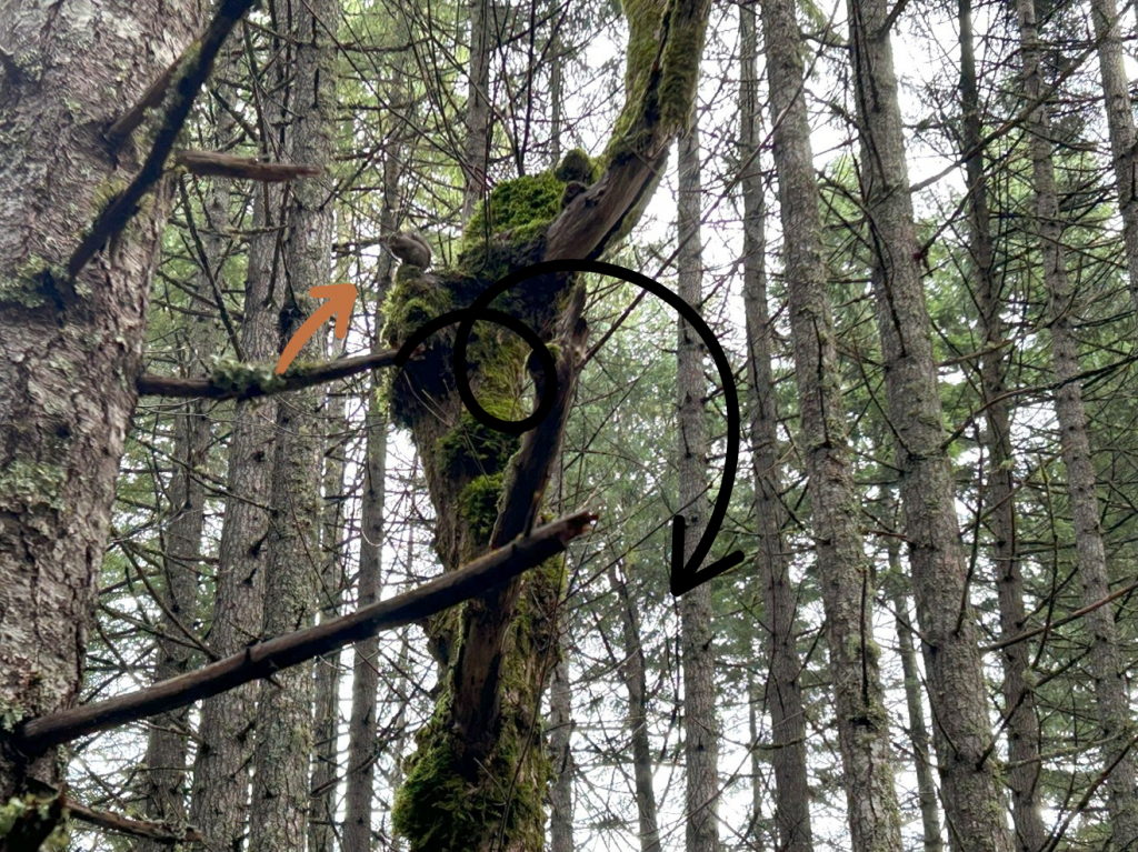 A squirrel sitting on an oak tree.