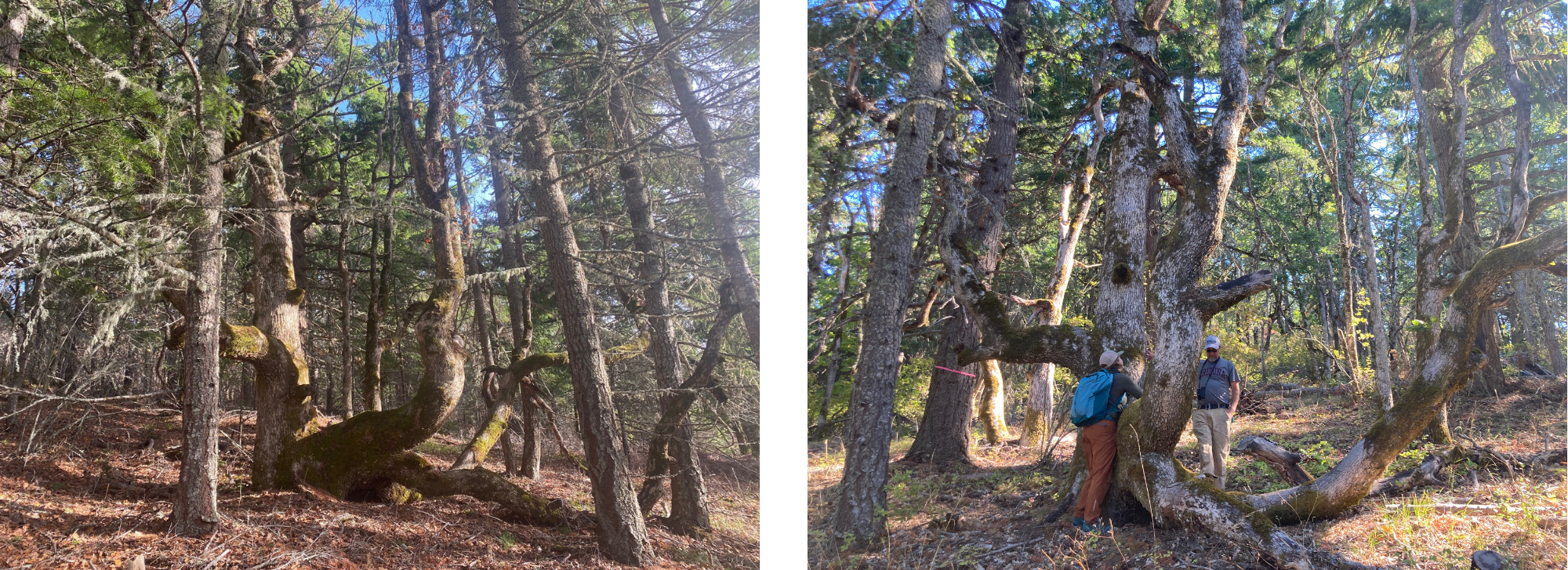 Side by side comparison of before and after treatment in oak woodland. Image on the left shows a forest landscape with more conifer trees around a big oak. The image on the right shows the same landscape two years later with fewer conifer trees surrounding the oak.