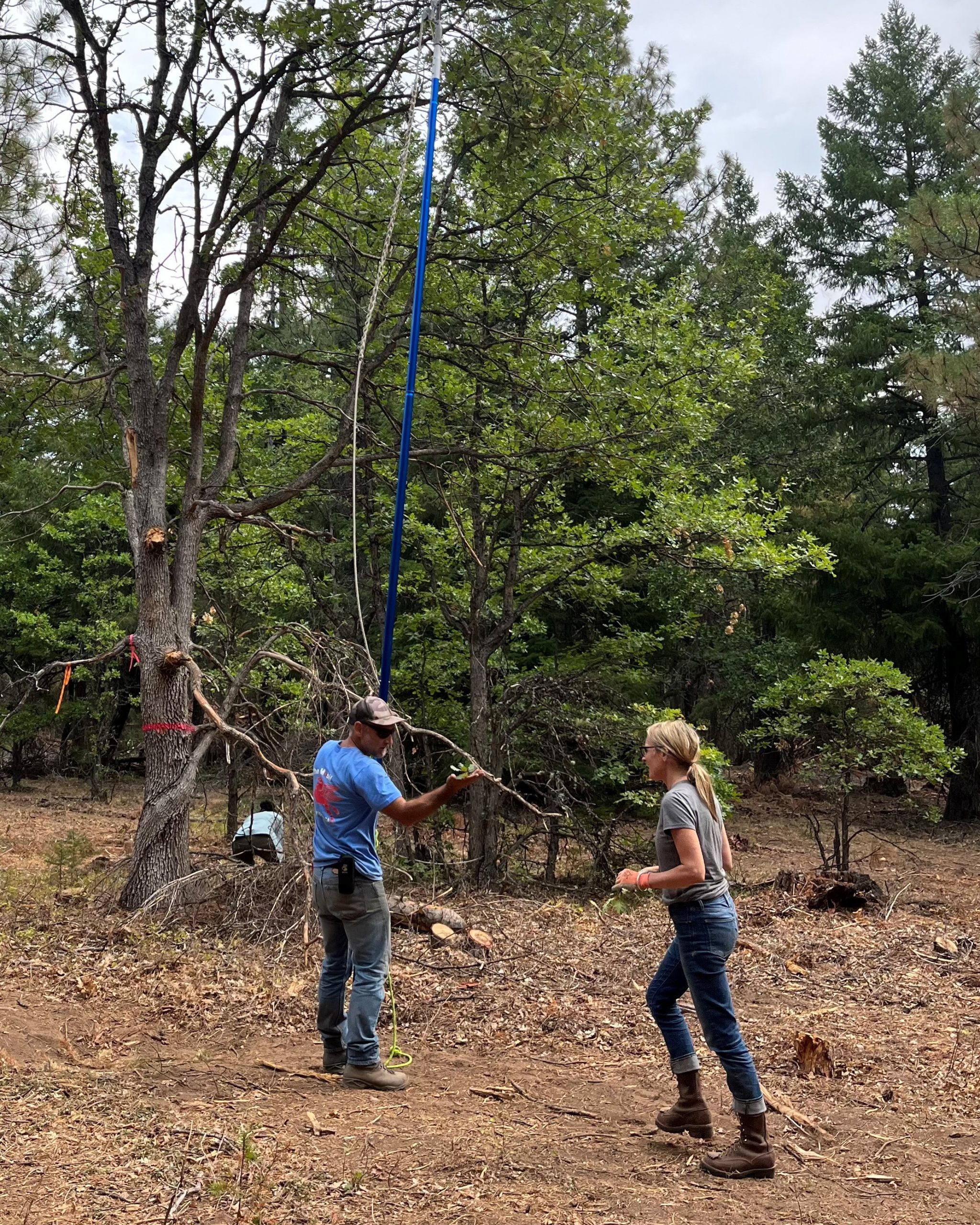 Cal Poly Humboldt staff member clips oak leaf sample