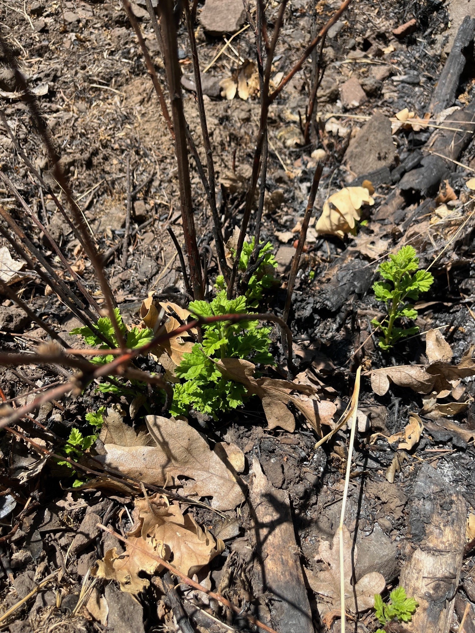 A shrub that was burned in a wildfire is resprouting green foliage.