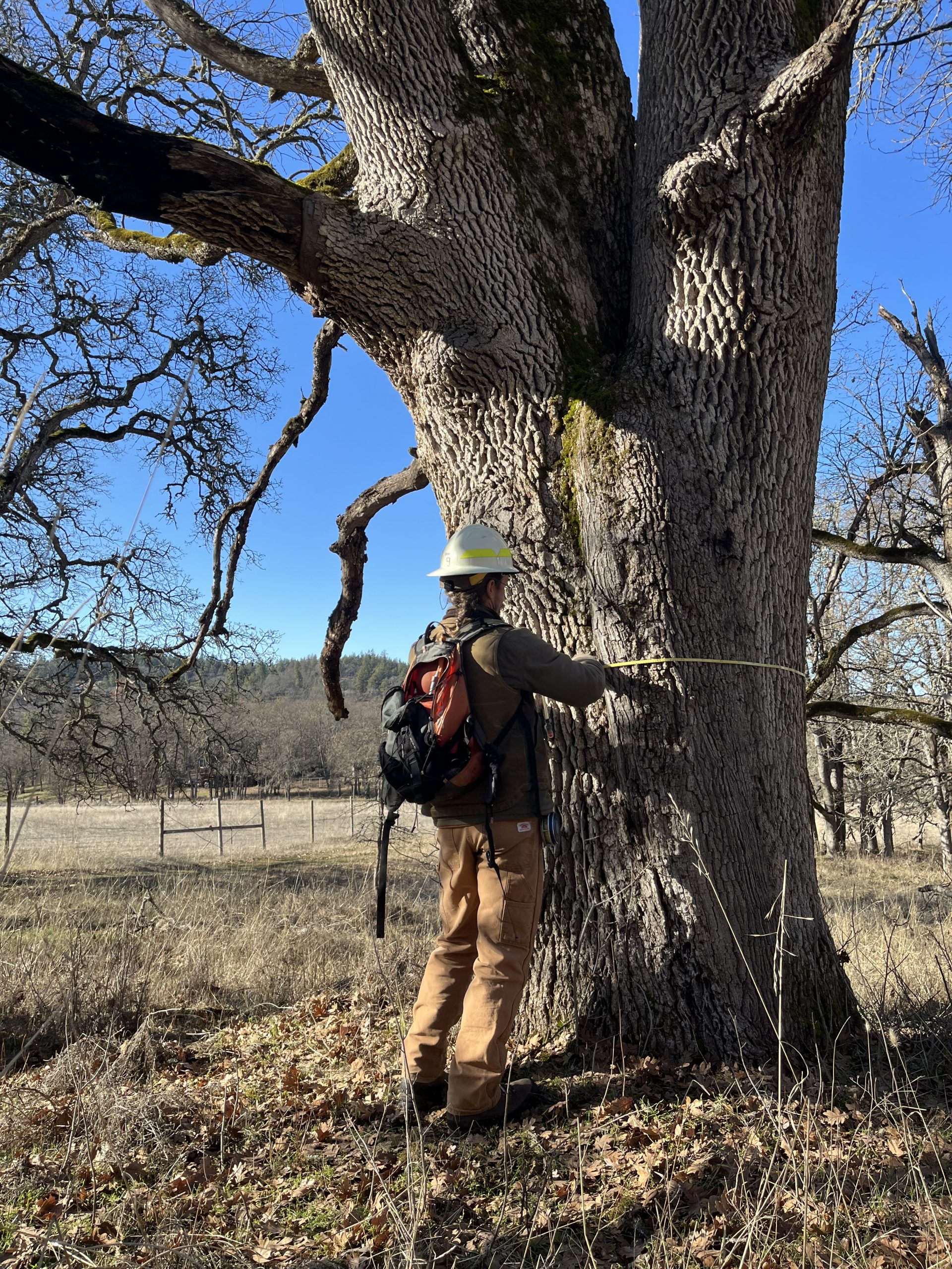 BranceUSFS_ScenicAreaBotanist_OakDBH49_NearMosier