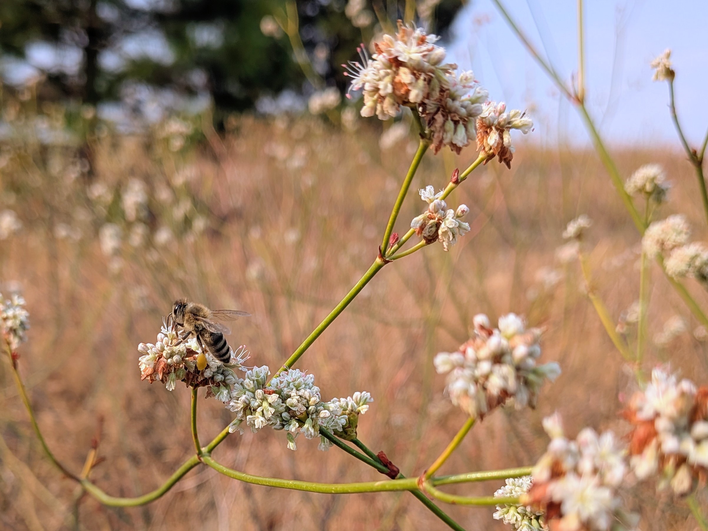 Honeybee on tall woolly buckwheat_MCR_Sept2025