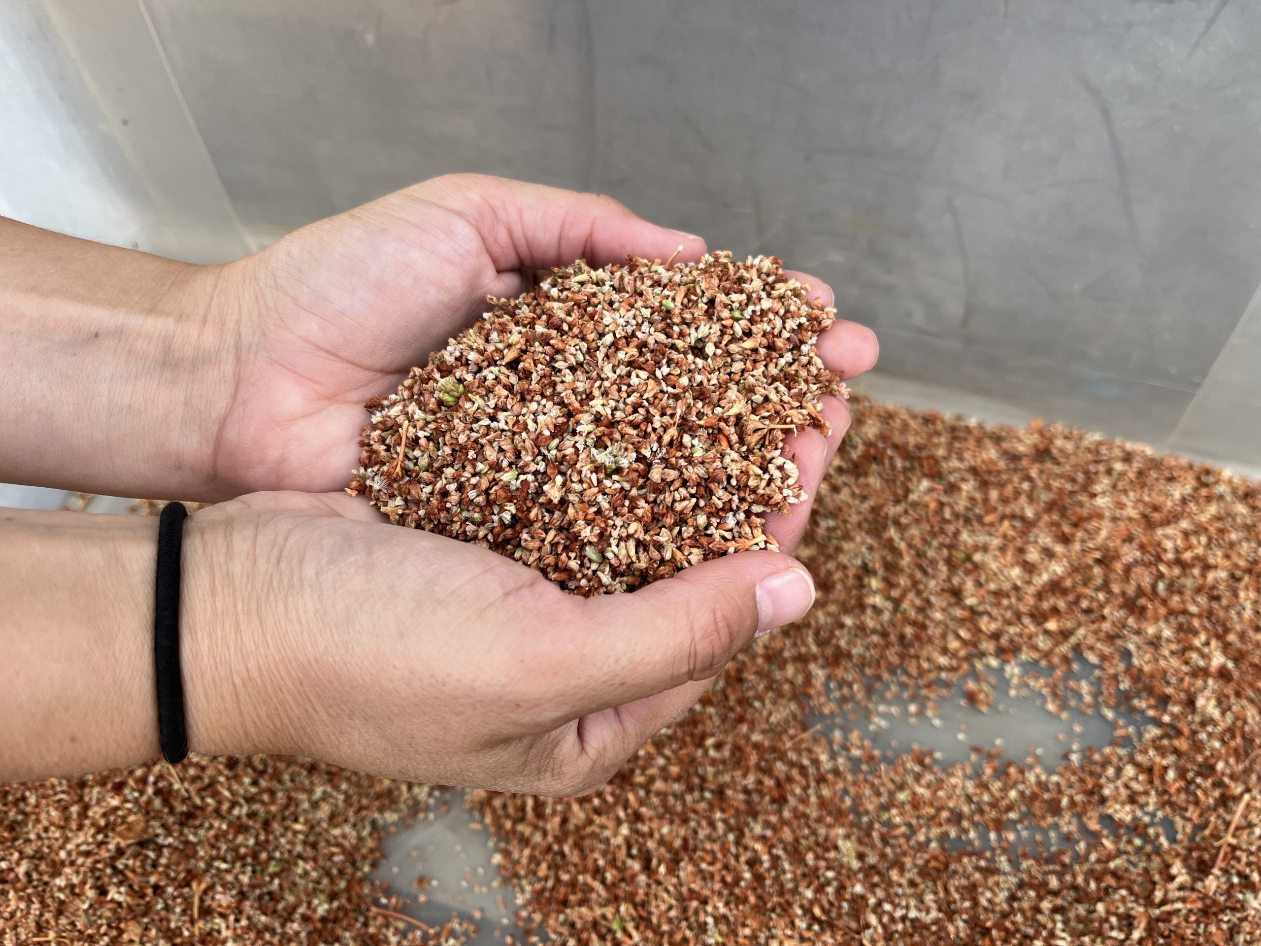 collected seed e. elatum