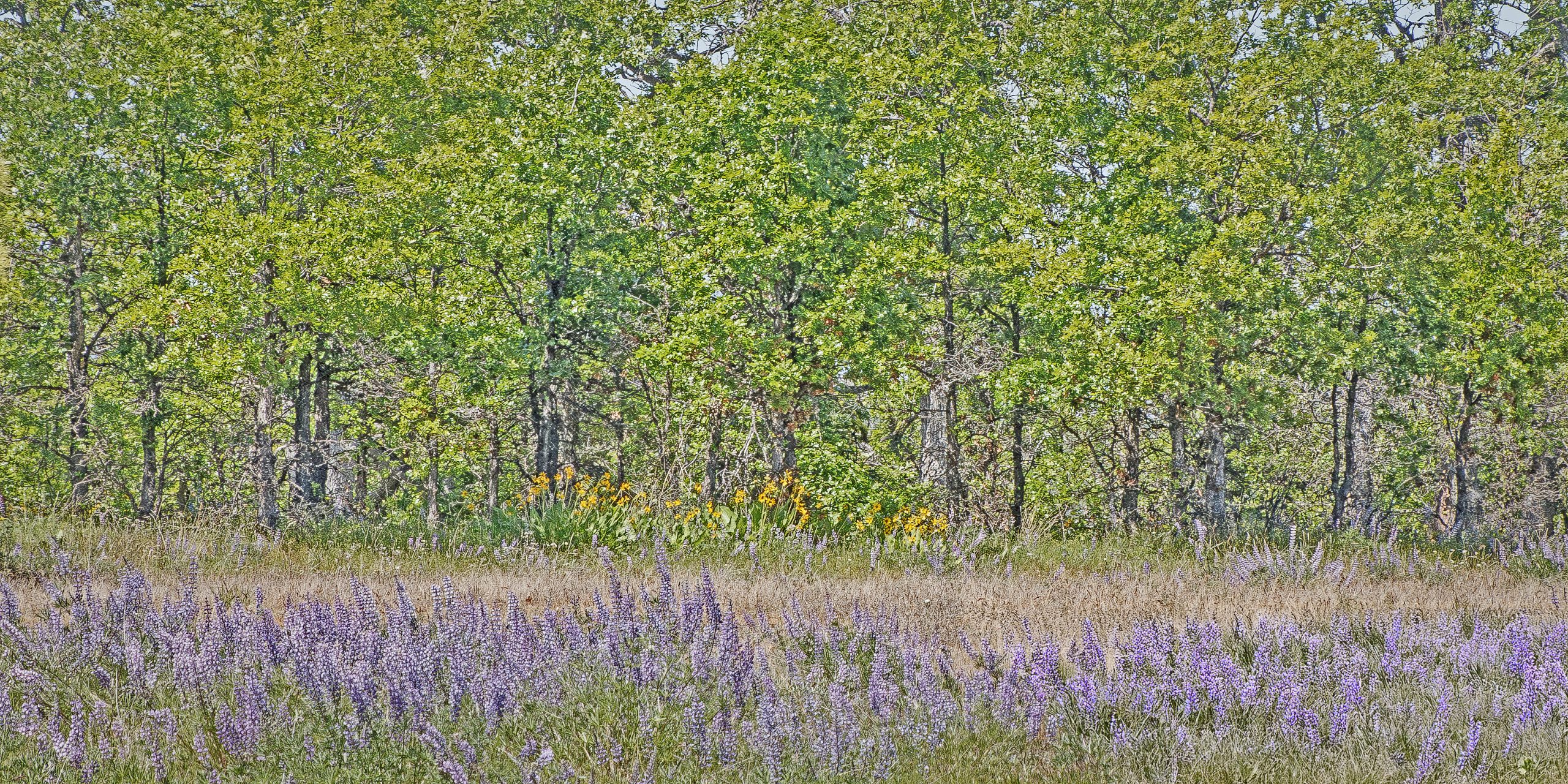 Image by Steve Strom