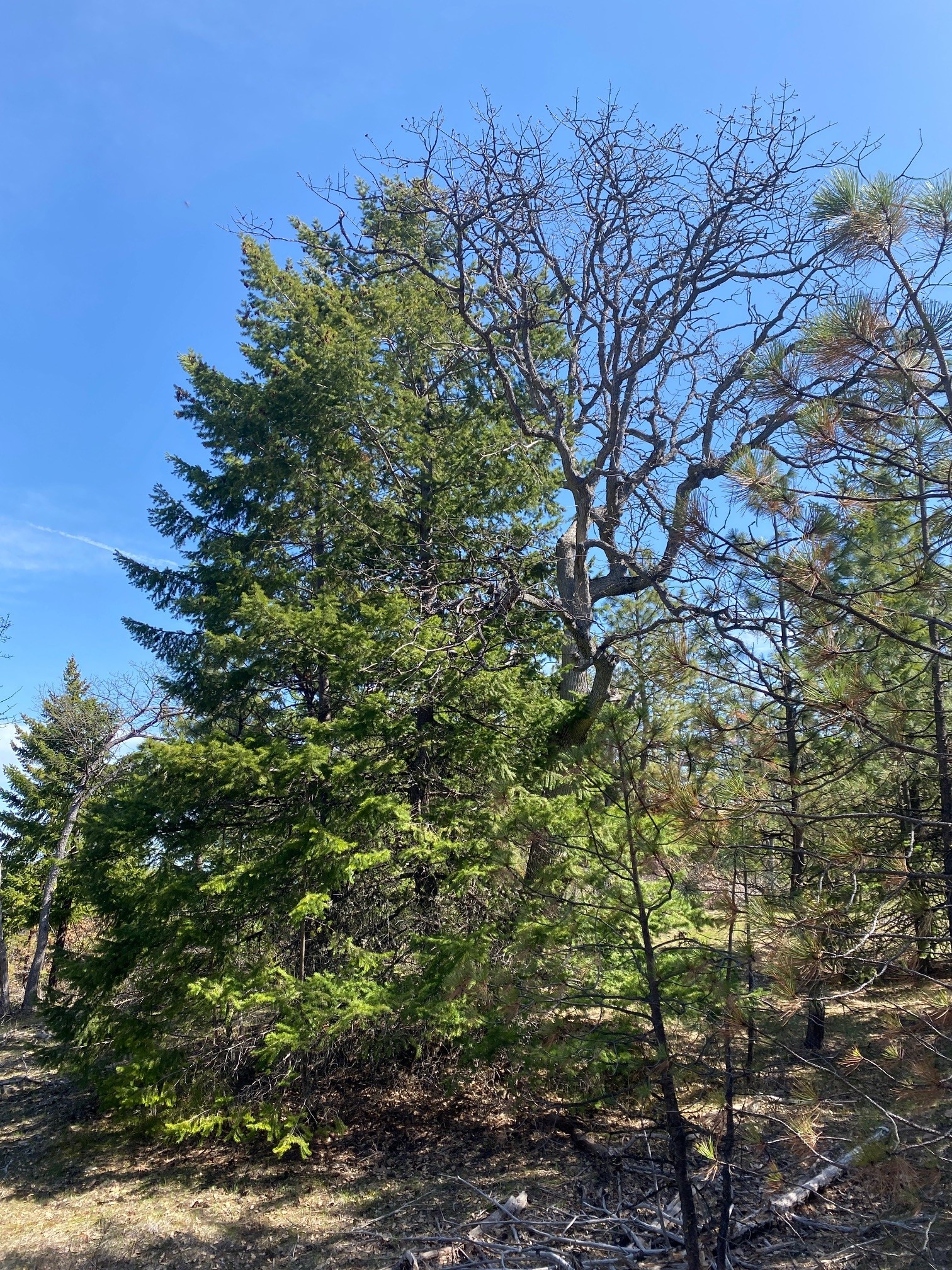 conifer encroachment Larch Creek