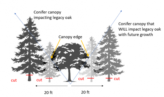 example of treatment recommendation to release conifer encroached oak