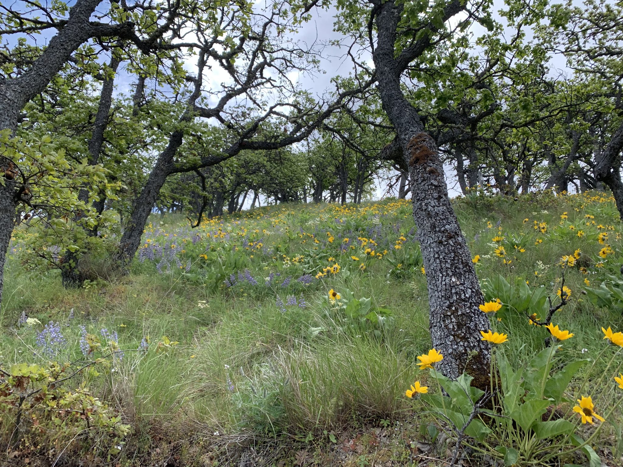 MIll Creek Ridge May 2022