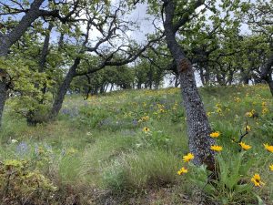 MIll Creek Ridge May 2022