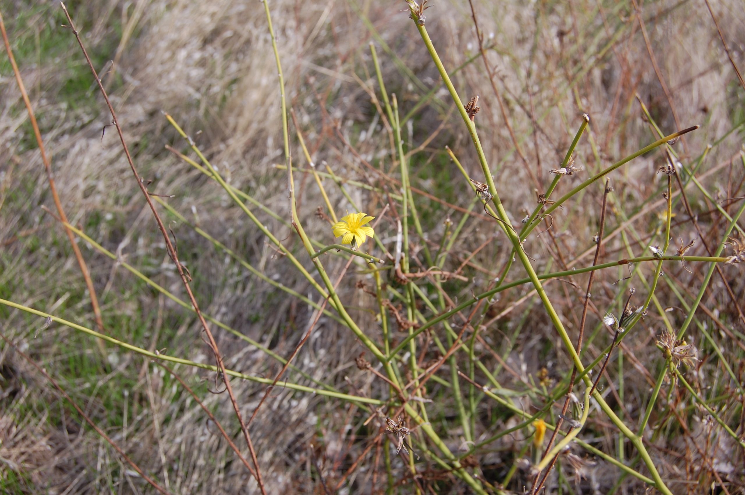 Skeletonweed flower