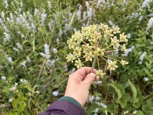 Kennebec Estuary Land Trust's image from iNaturalist 