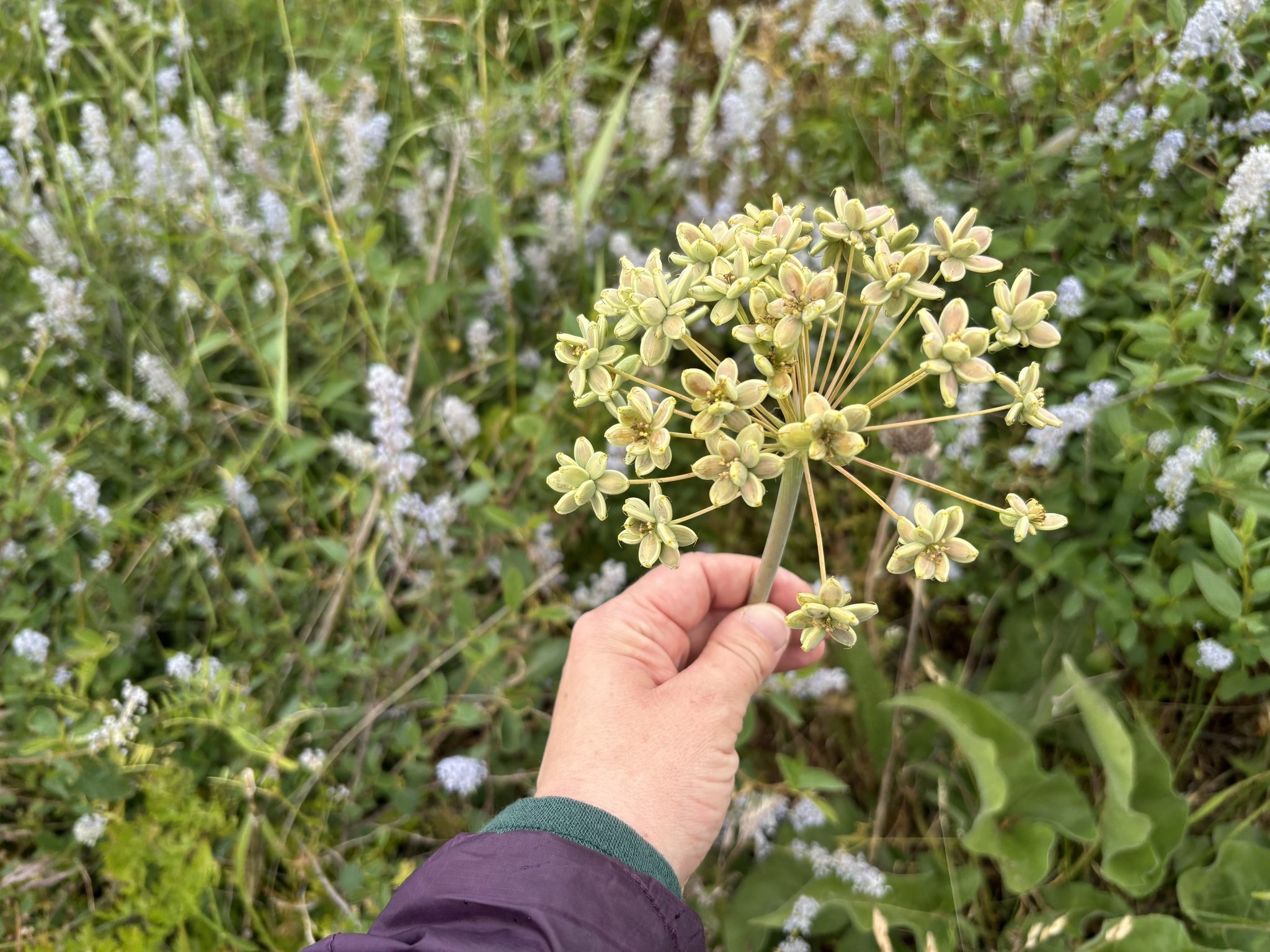 Kennebec Estuary Land Trust's image from iNaturalist 