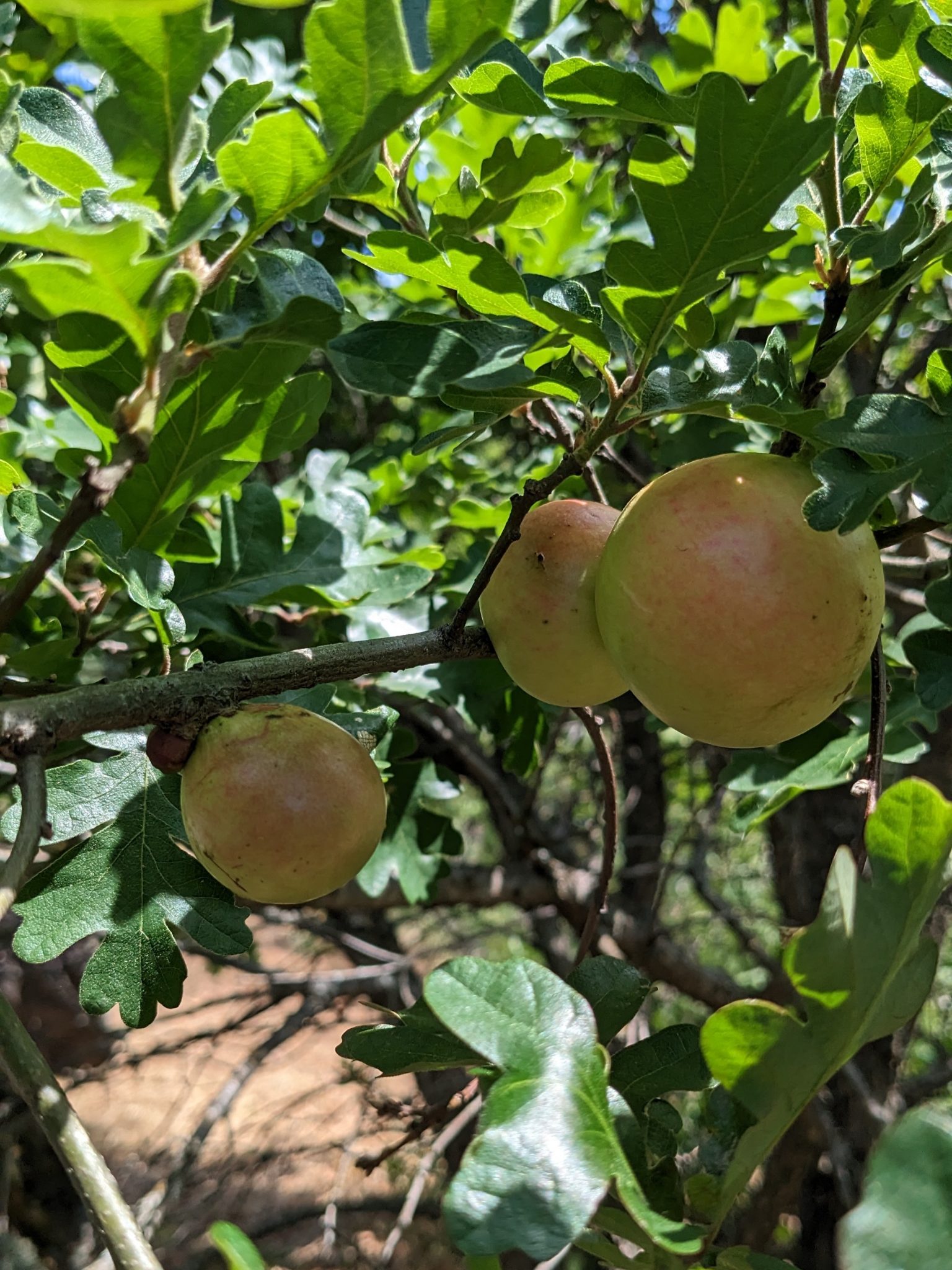 An Oregon white oak branch with three oak galls that look like apples