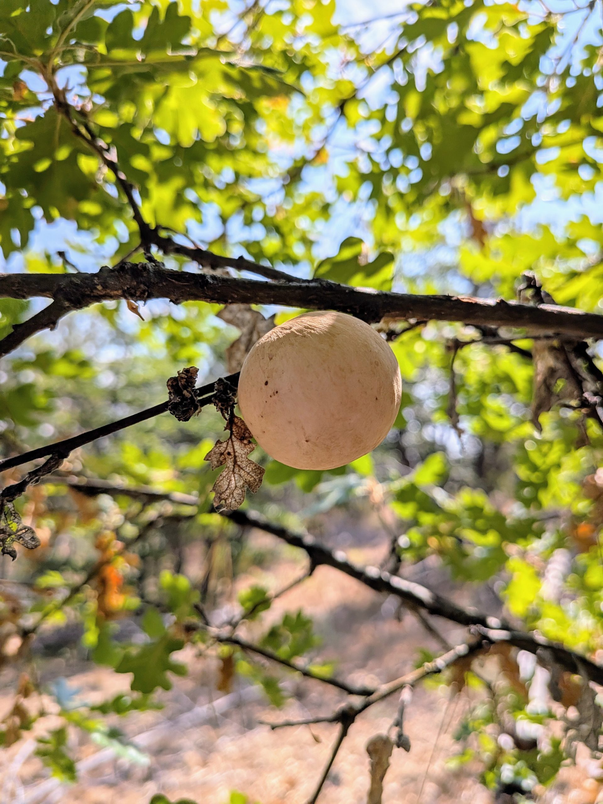 An oak branch with a large gall. It is a round brown ball caused by a wasp