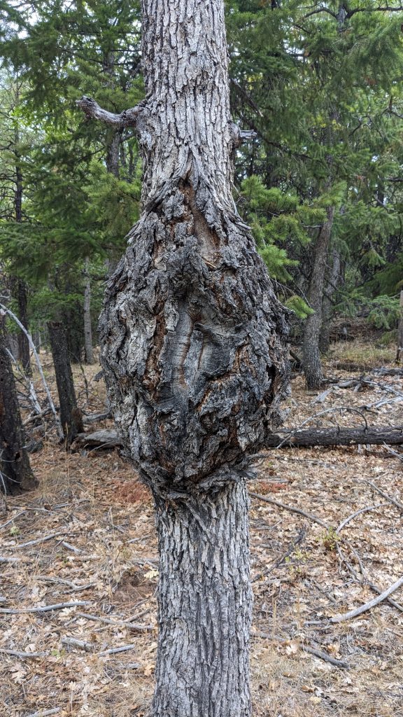 Canker on oak_MHNF_Sept23