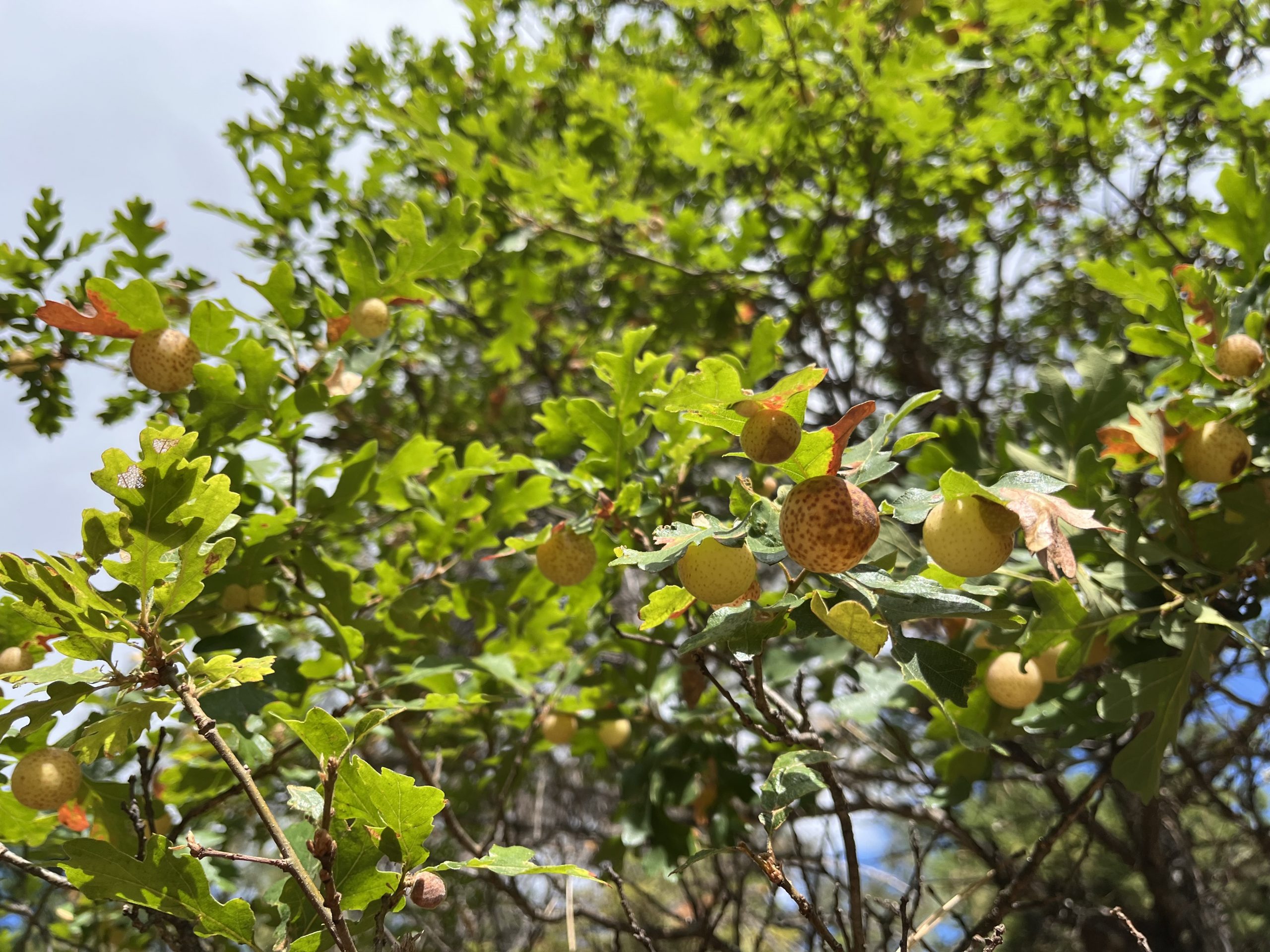 Speckled galls_LogSprings_Aug2025 (2)