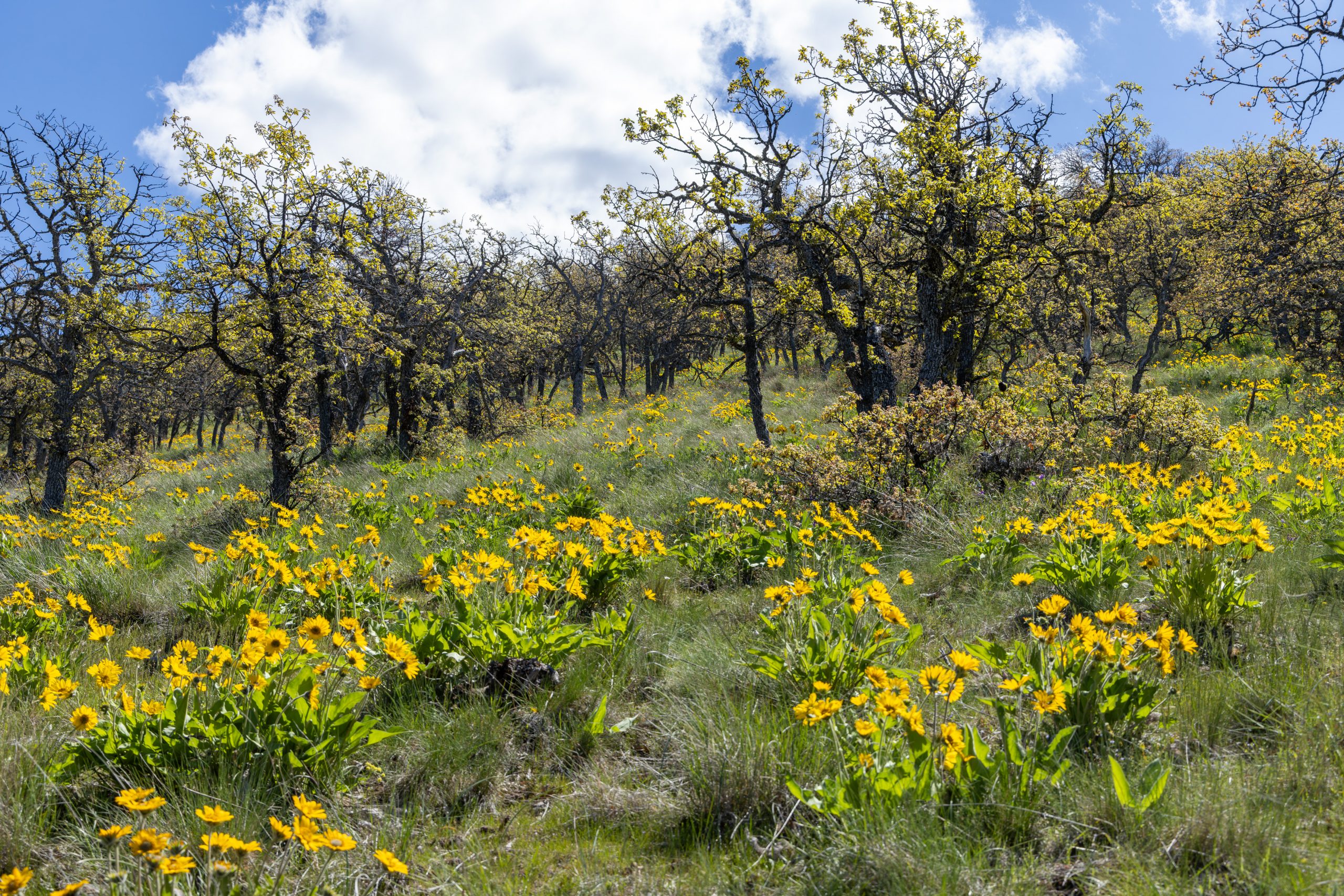 spring oak_Doug Gorsline_2024b