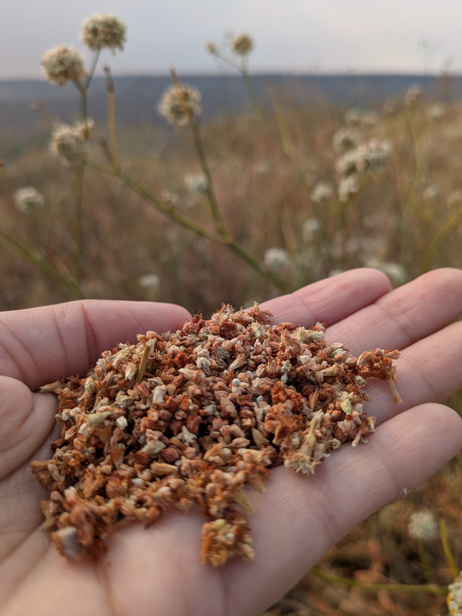 Tall woolly buckwheat seeds_MCR_Sept2025 (10)