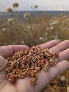 Tall woolly buckwheat seeds_MCR_Sept2025 (10)