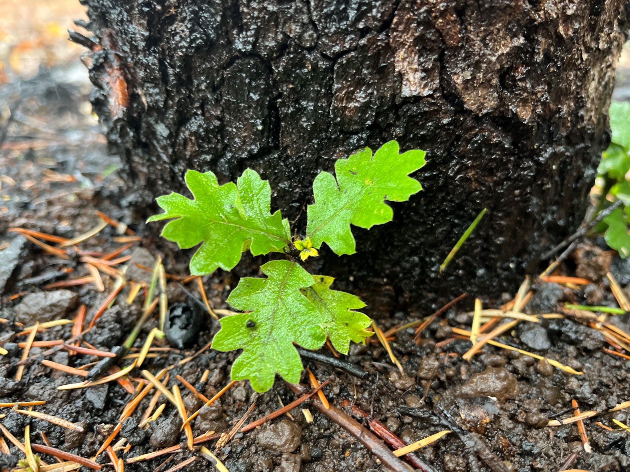 Fresh oak leaves growing on a burned oak trunk after a wildfire