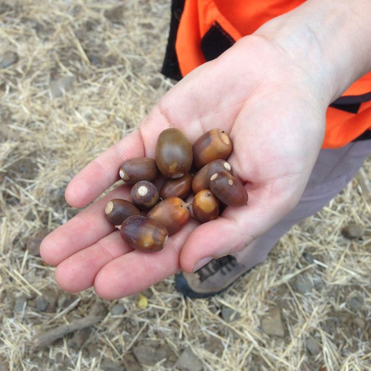 Photo of acorns.
