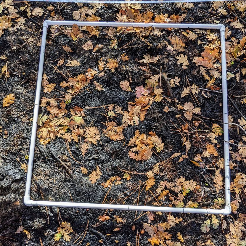 Photo of burn severity.