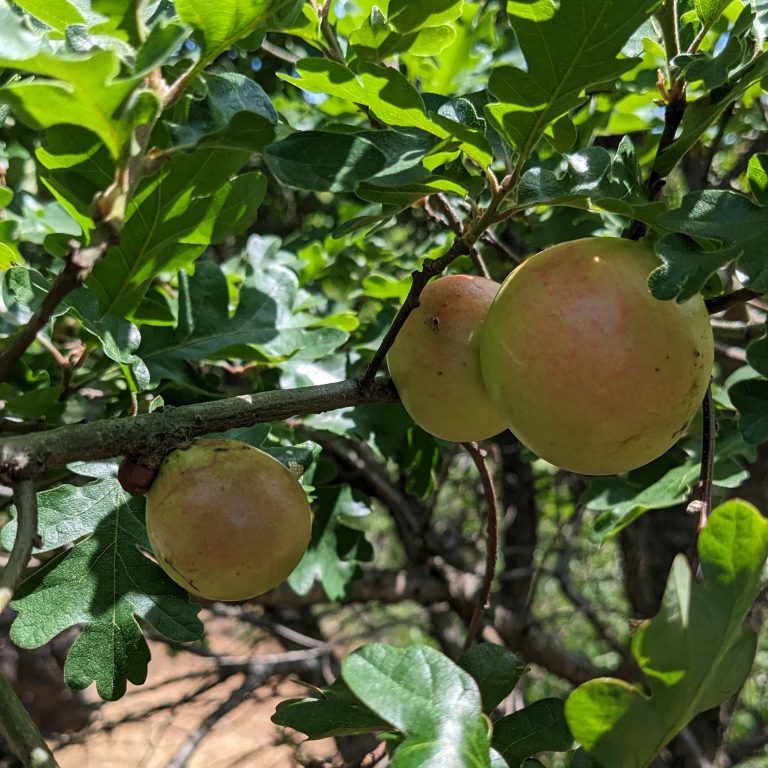 An Oregon white oak branch with three oak galls that look like apples