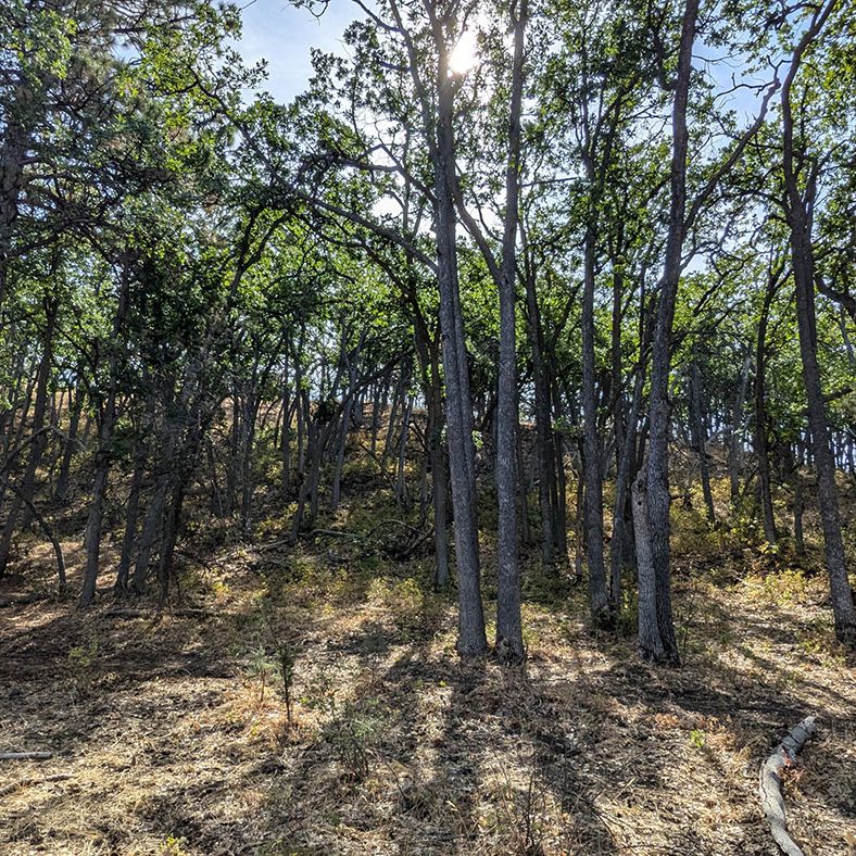 A sunlit forest with tall, slender trees and green foliage. Sunlight filters through the leaves, casting dappled shadows on the dry, grassy ground below. The scene appears calm and natural.