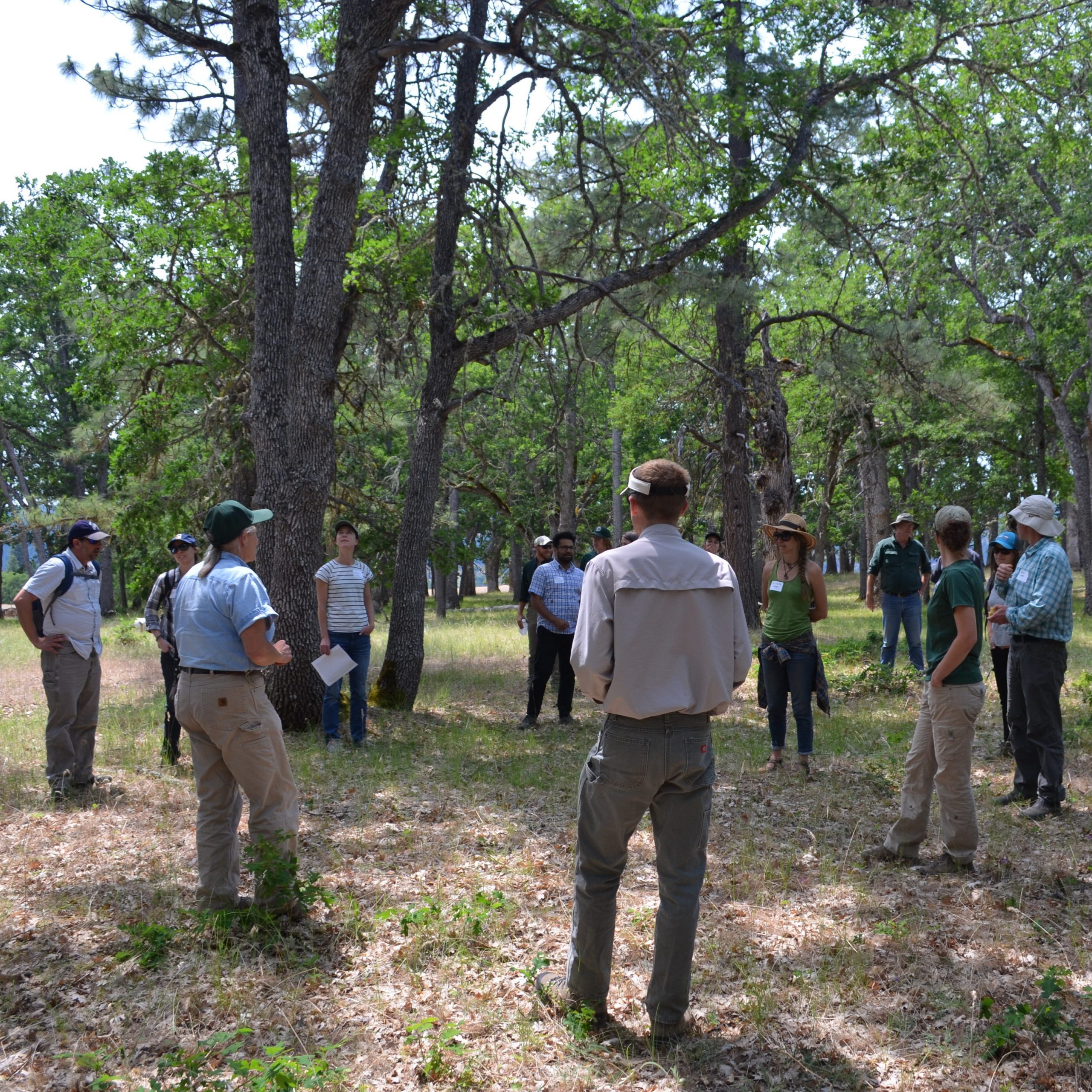 Group of 15-20 people standing in a circle underneath oak and pine trees