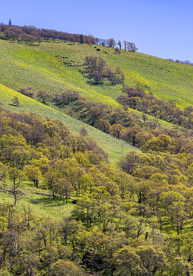 A lush hillside covered with green grass and scattered trees, under a clear blue sky. The sun highlights the vibrant spring foliage across the gentle slope.