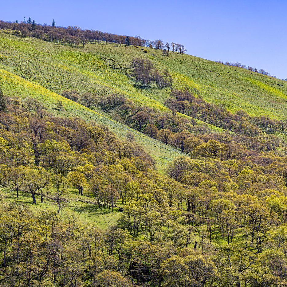 A lush hillside covered with green grass and scattered trees, under a clear blue sky. The sun highlights the vibrant spring foliage across the gentle slope.