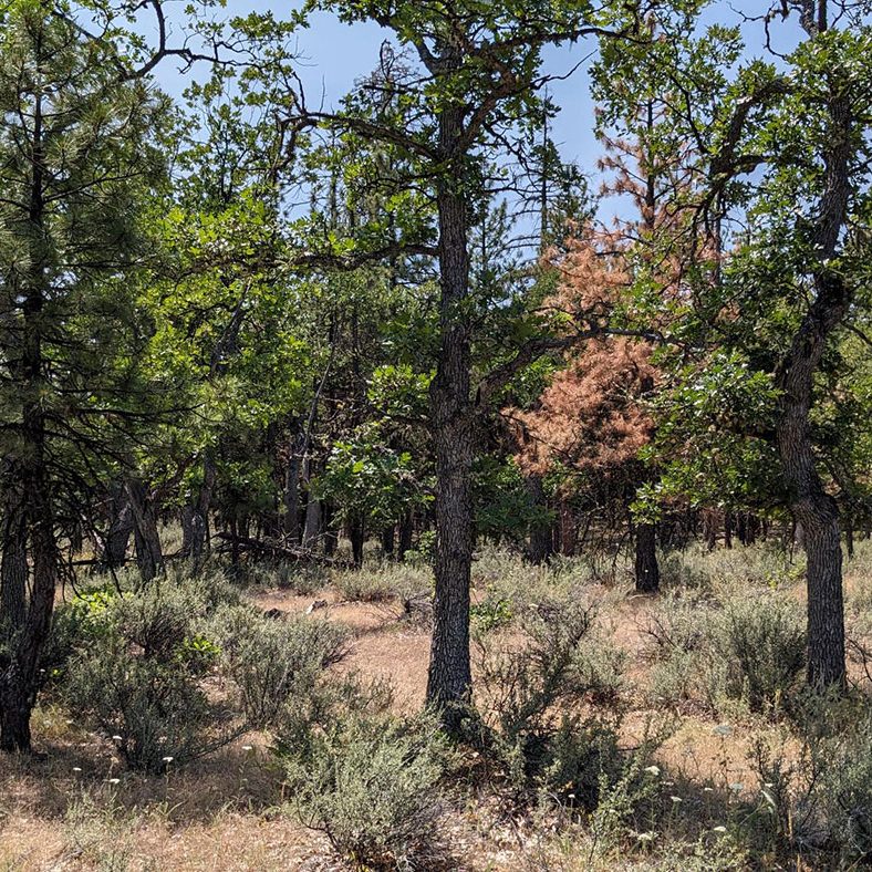 Sparse forest scene with a mix of green and brown trees, dry grasses, and shrubs covering the ground under a clear blue sky. Sunlight filters through the foliage, creating patches of light and shadow.