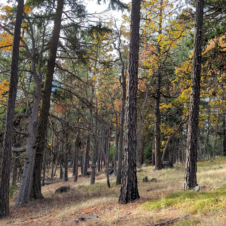 A forest scene with tall, thin trees scattered across a gently sloping hill, yellow and green foliage, and sunlight filtering through the branches onto grassy ground.